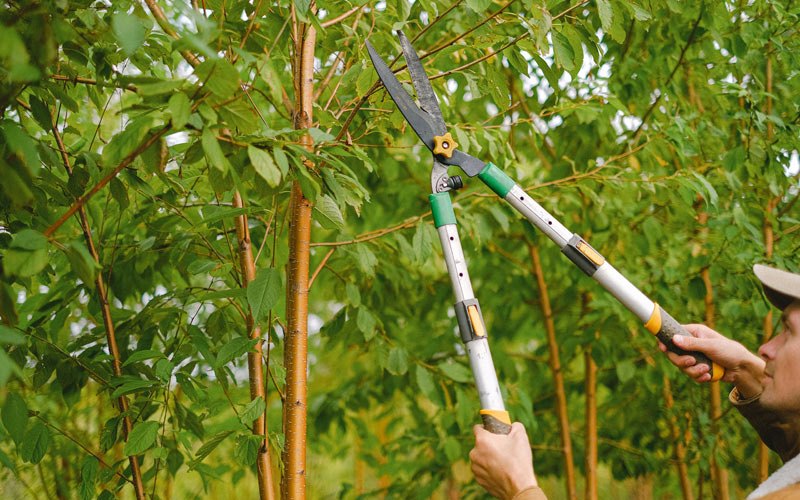 Tree trimming in Bruno, NE